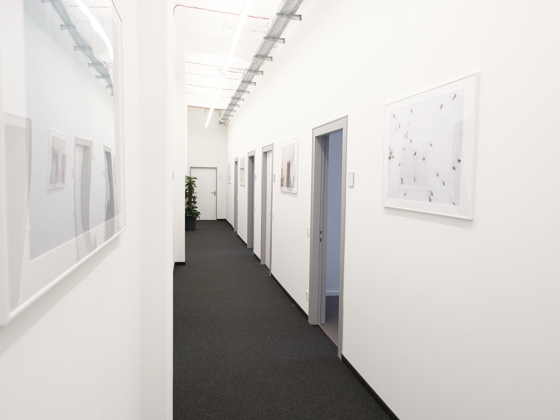 Heller Flur mit mehreren Türen und modernen Bildern an den Wänden, am Ende steht eine grüne Pflanze.