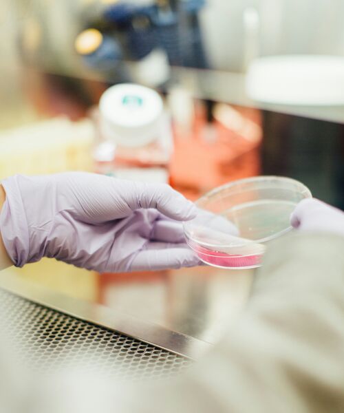 Laboraufnahme mit einer Person, die in lila Handschuhen eine Petrischale mit roter Flüssigkeit hält.