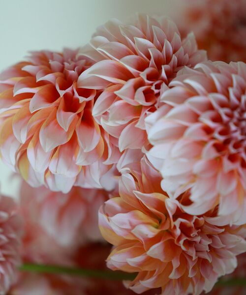 Nahaufnahme zarter, rosafarbener Dahlienblüten mit weichen Farbverläufen und feinen Blütenblättern.