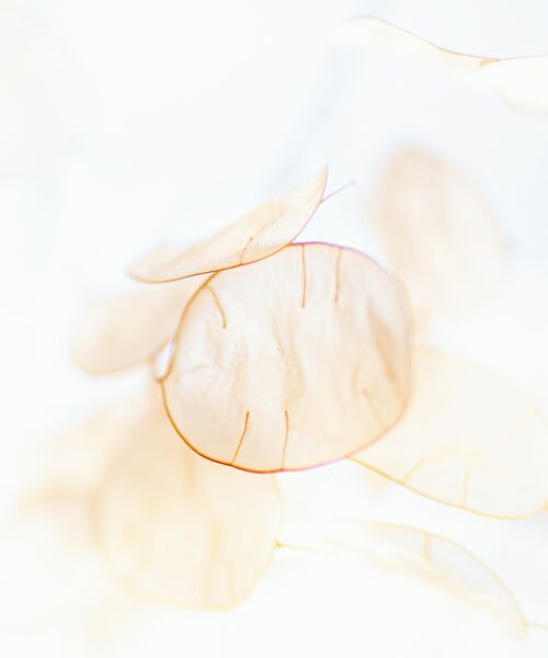 Zarte, transparente Pflanzensamen in hellem, weichem Licht fotografiert.