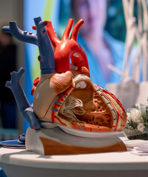Anatomisches Modell eines menschlichen Herzens mit sichtbaren Kammern und Blutgefäßen auf einem Tisch ausgestellt.