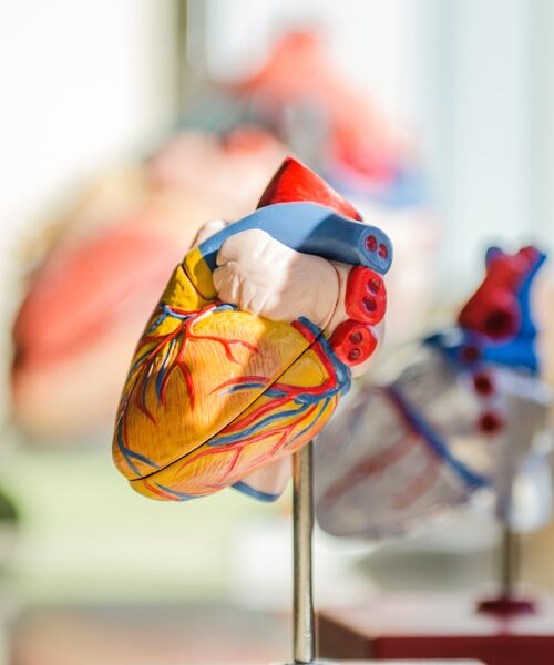 Detailreiches anatomisches Modell eines menschlichen Herzens mit sichtbaren Blutgefäßen.