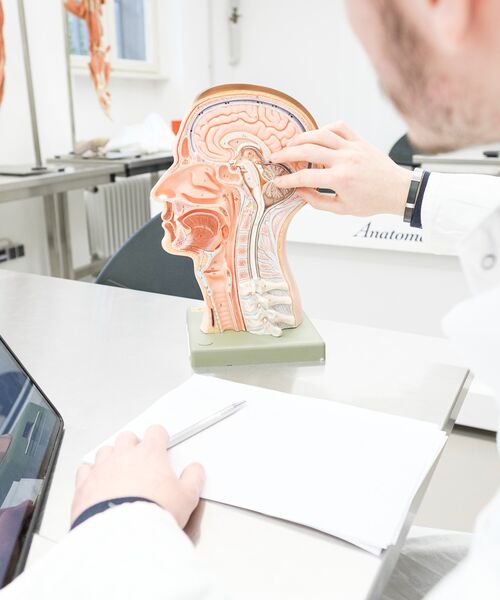 Studierende betrachten in einem Anatomieraum ein Modell des menschlichen Kopfes im Querschnitt.