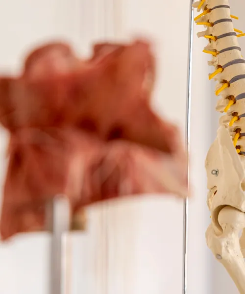 Modell einer menschlichen Wirbelsäule mit hervorgehobenen Nervenbahnen, daneben eine unscharfe Person im Hintergrund.