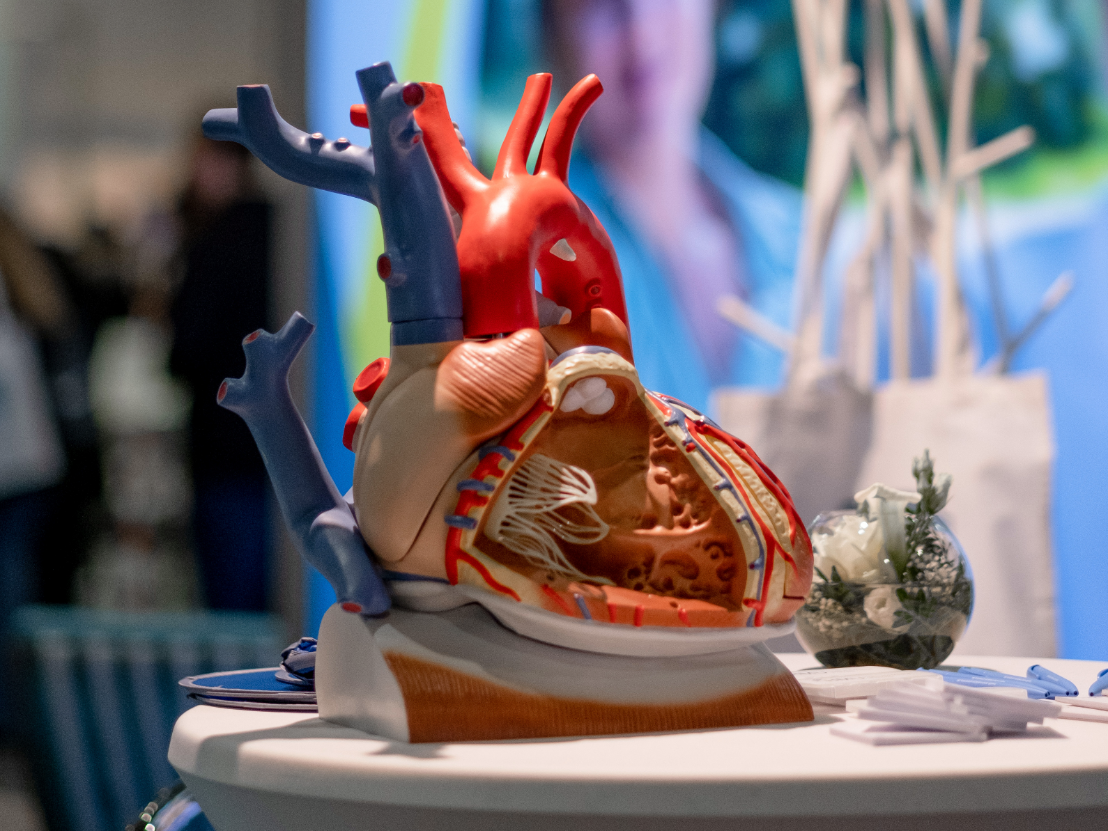 Anatomisches Modell eines menschlichen Herzens mit sichtbaren Kammern und Blutgefäßen auf einem Tisch ausgestellt.