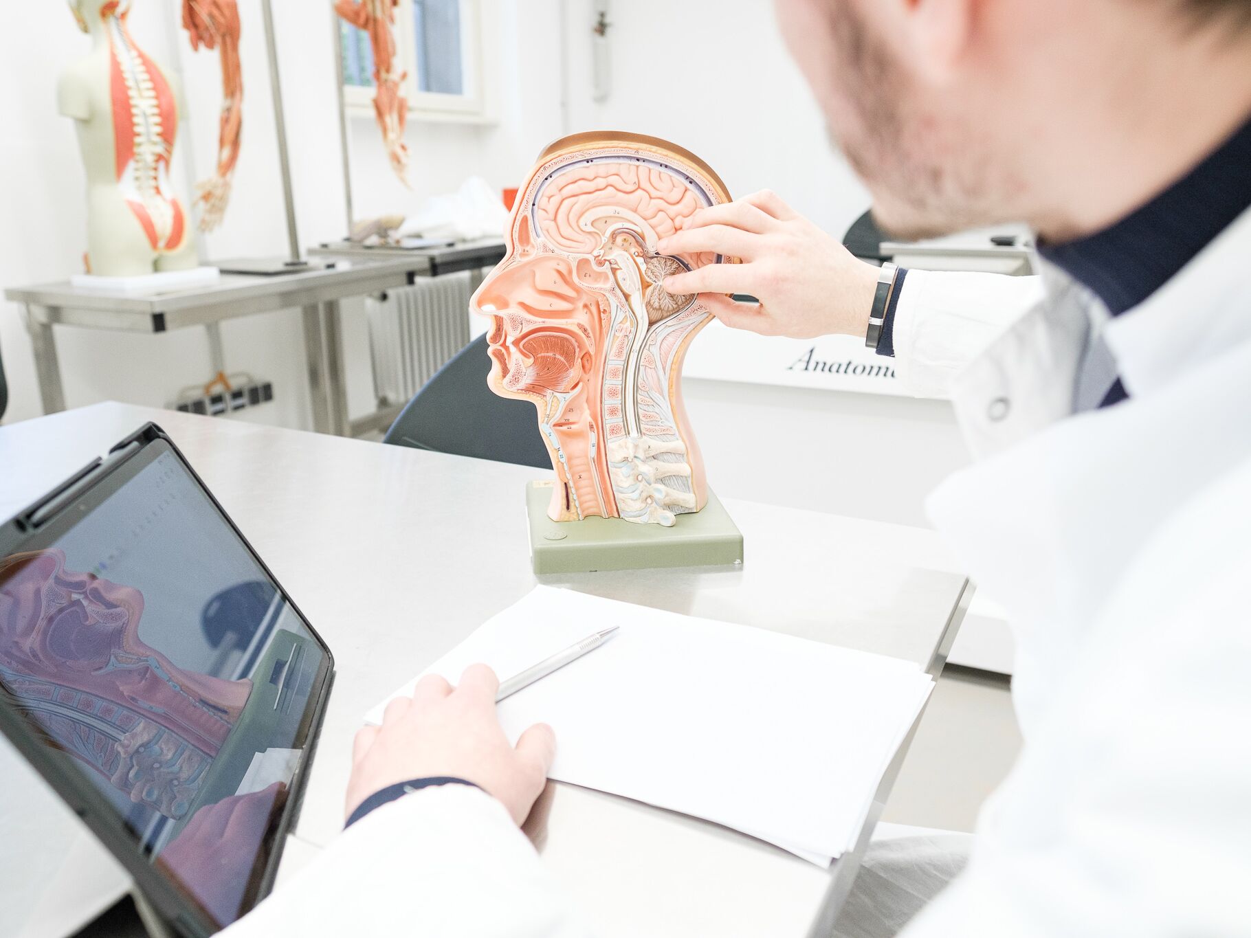 Studierende betrachten in einem Anatomieraum ein Modell des menschlichen Kopfes im Querschnitt.